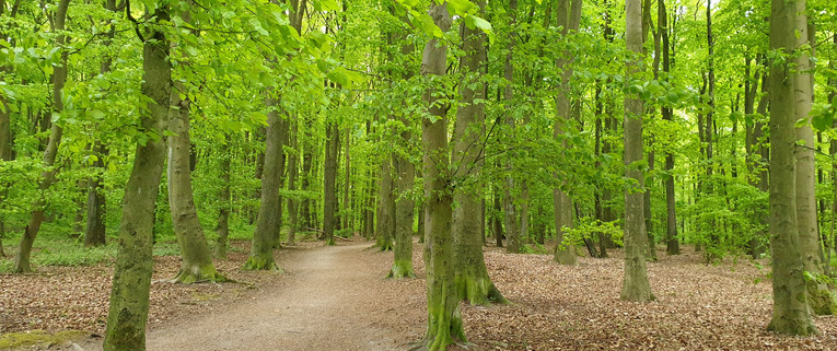 Holz Junge ist klimaneutral im Stromverbrauch