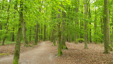 Holz Junge ist klimaneutral im Stromverbrauch