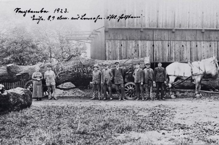Anlieferung eines Eichenstamms 1923 bei Holz Junge